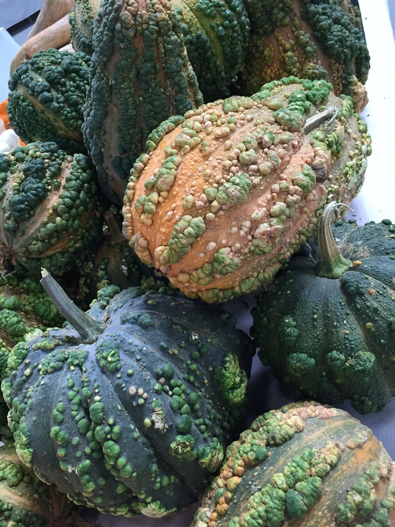Pode incluir: Uma cole&ccedil;&atilde;o de ab&oacute;boras decorativas com texturas irregulares e verrugosas em tons de verde, marrom e laranja. As ab&oacute;boras est&atilde;o dispostas em uma pilha, mostrando suas formas e padr&otilde;es &uacute;nicos.