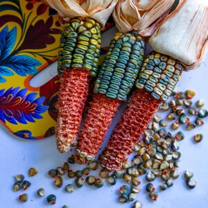 May include: Three ears of colorful corn with red cobs and kernels in shades of green, blue, and yellow. Dried husks are visible at the top. A decorative, floral-patterned object is in the background.