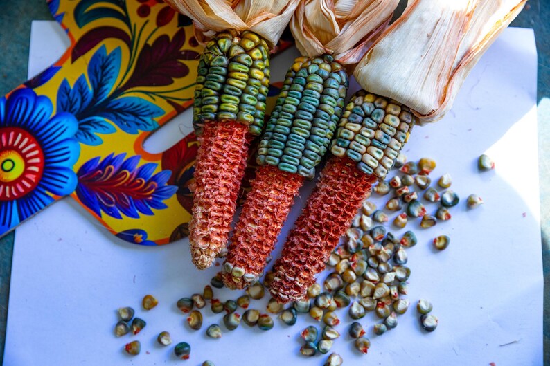 May include: Three ears of colorful corn with red cobs and kernels in shades of green, blue, and yellow. Dried husks are visible at the top. A decorative, floral-patterned object is in the background.