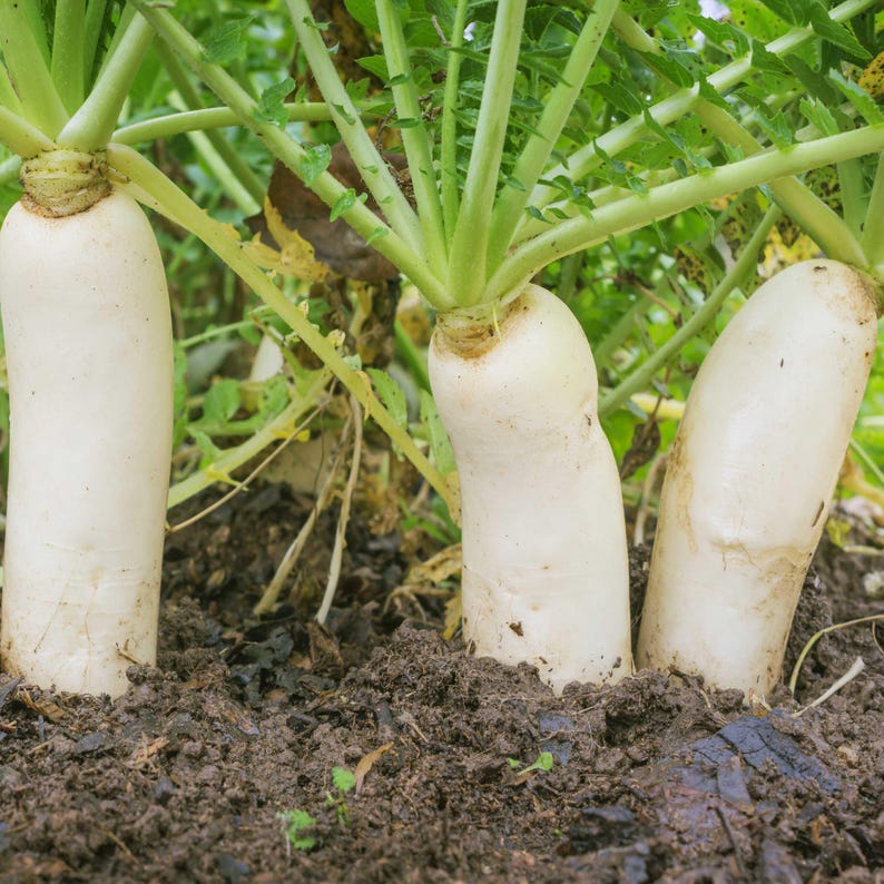 MountainRiverSeed Daikon Radish Seeds Japanese Minowase - Thumbnail 3