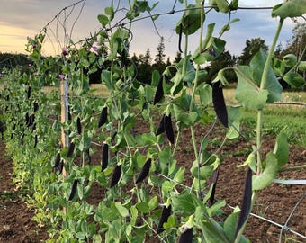 Könnte beinhalten: Eine Reihe von Erbsenpflanzen, die an einem Spalier wachsen. Die Erbsenschoten sind lila und die Pflanzen sind grün. Die Pflanzen wachsen auf einem Feld mit braunem Erdboden.