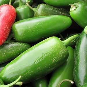 Early Jalapeno, Hot Pepper, Organic Heirloom Garden Seeds - Non-GMO, Open Pollinated Vegetable Seed Packets for Container Gardening