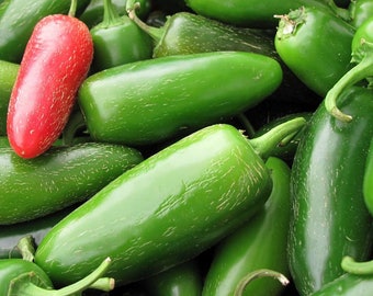 Early Jalapeno Pepper Seeds: Organic Heirloom, Non-GMO