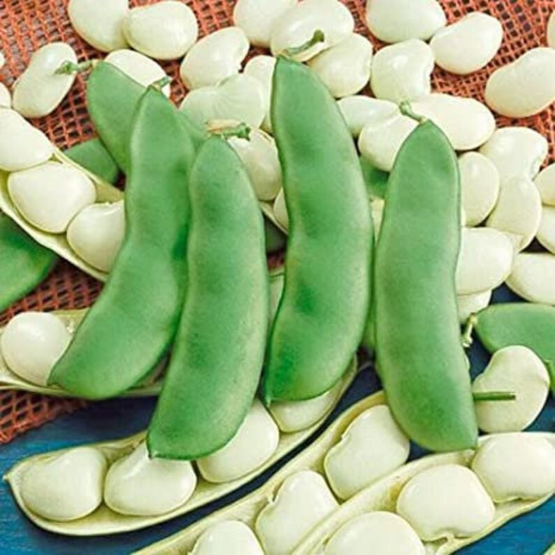 Beans King of the Garden Climbing Butter Pole Lima Bean Heirloom Seeds Open Pollinated Container