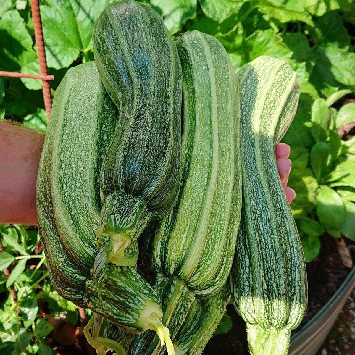 Summer Squash Zucchini, Costata Romanesco Italian Heirloom Summer