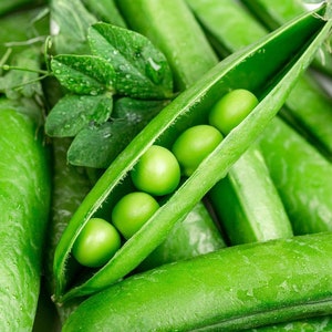 Green Arrow Pea Seeds: Heirloom English Shelling Pea, Non-GMO