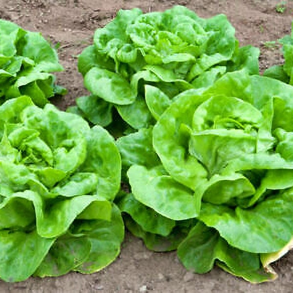 White Boston Butterhead Lettuce - 500+ heirloom seeds - Open Pollinated Vegetable Seeds Non-GMO naturally grown