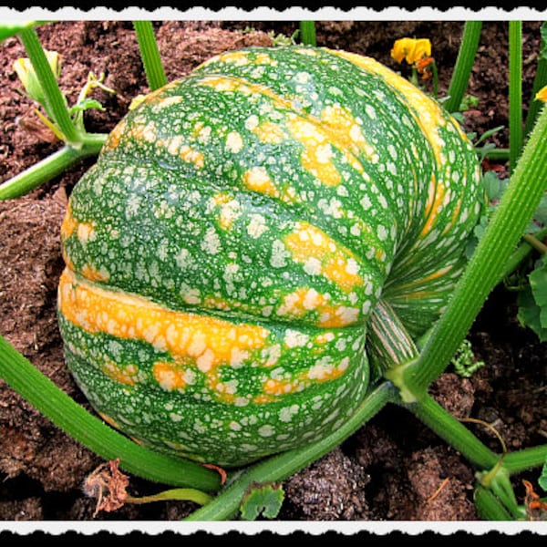 Winter Squash - Iran Winter Squash-  heirloom seed- rare hard to find heirloom Grown in USA open pollinated Non Gmo naturally grown