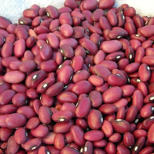 Mayan Red, Dry Bush Bean,  Very Rare Organic Heirloom Garden Seeds - Non-GMO, Open Pollinated Vegetable Seed Packets for Container Gardening