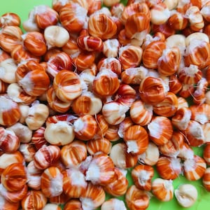 Parching Starburst Manna, Flour Corn,   Heirloom Garden Seeds Open Pollinated Container Gardening Vegetable Seeds Non-GMO Seed packets