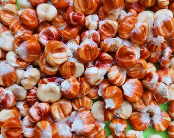 Parching Starburst Manna Flour Corn Seeds: Heirloom Open Pollinated