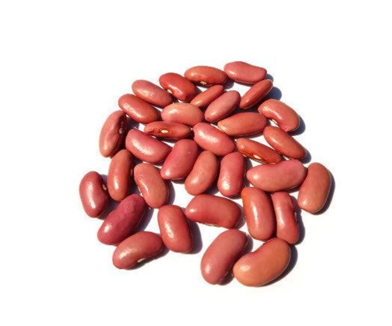 MountainRiverSeed Kidney Bean Seeds - Thumbnail 2