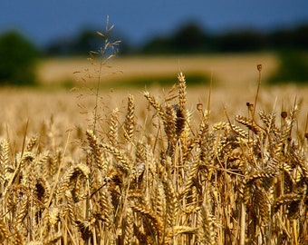Glenn Hard Red Wheat Seeds: High Protein, Non-GMO (600+ Seeds)
