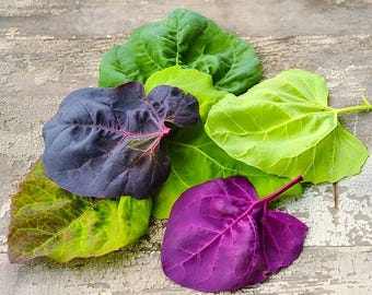 May include: An assortment of colorful leaves in shades of green, purple, and yellow-green. The leaves are arranged on a weathered, light-colored wooden surface. The leaves vary in shape and size, showcasing natural textures and colors.