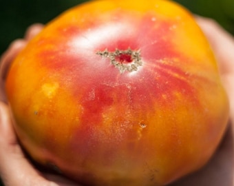 Gold Medal Tomato Seeds: Heirloom Bi-Color, Open Pollinated