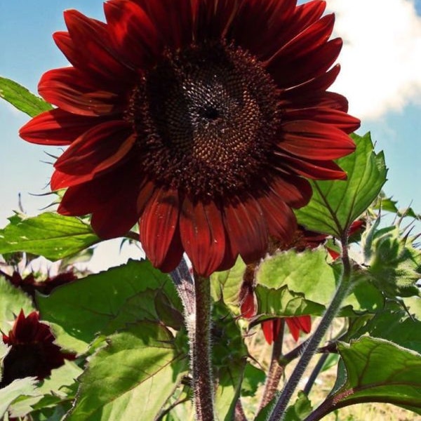 Velvet Queen Sunflower seeds- Heirloom Flower seeds- Organic & Non Gmo Seeds - Grow Your Own Beautiful Flowers At Home! Helianthus annuus