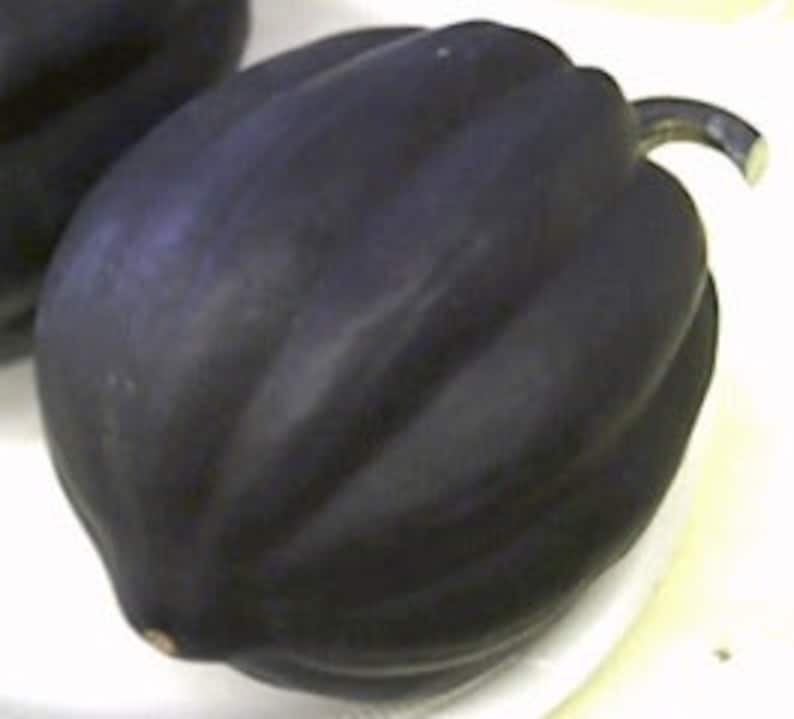Winter Squash acorn Table Queen Bush Seeds heirloom/c.pepo/op Seeds Table Queen, Squash Seeds