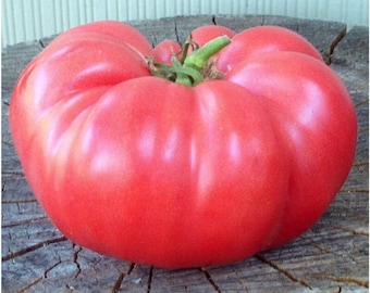 Mamie Brown's Pink Beefsteak Tomato Seeds: Heirloom, Non-GMO