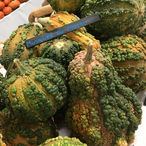Pode incluir: Uma cole&ccedil;&atilde;o de ab&oacute;boras verdes e amarelas com texturas irregulares. As ab&oacute;boras est&atilde;o dispostas em uma pilha sobre uma superf&iacute;cie branca. Uma placa azul diz "Musquee du Maroc".