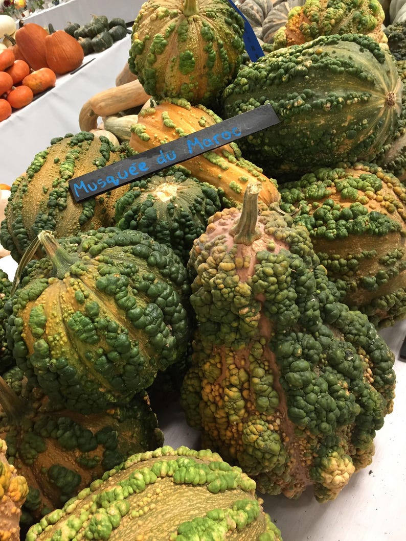 Pode incluir: Uma cole&ccedil;&atilde;o de ab&oacute;boras verdes e amarelas com texturas irregulares. As ab&oacute;boras est&atilde;o dispostas em uma pilha sobre uma superf&iacute;cie branca. Uma placa azul diz "Musquee du Maroc".