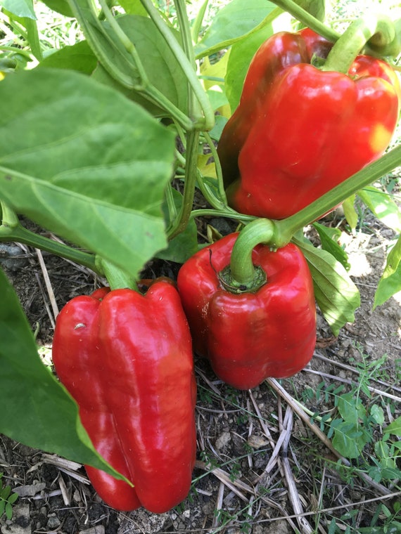 King of online the north pepper