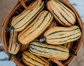Honeyboat Delicata Squash Seeds: Organic Heirloom, Non-GMO