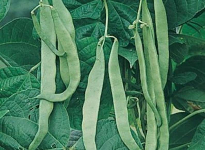 MountainRiverSeed Northeaster Pole Bean Seeds - Thumbnail 3