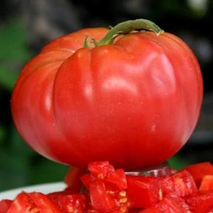 20+ Red Brandywine, Beefsteak Tomato, Amish Heirloom Garden Seeds Open Pollinated Container Garden Organic Vegetable Seeds Non-GMO Seed Pack