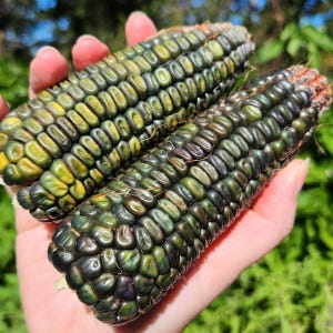 May include: Two ears of colorful corn held in a hand. The kernels are a mix of dark green, yellow, and purple. The husks are not visible. The corn is fresh and appears to be recently harvested.