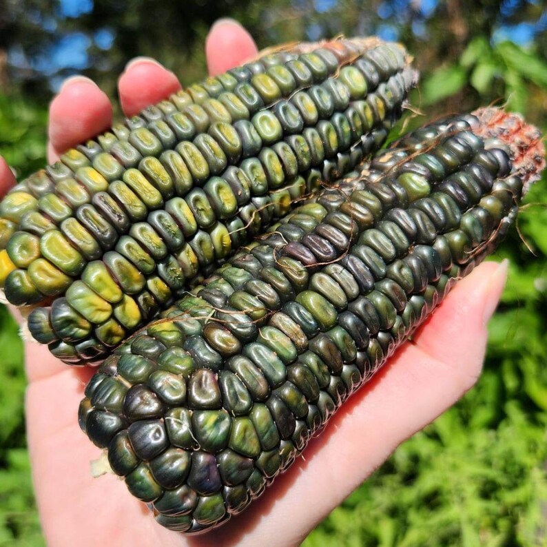 May include: Two ears of colorful corn held in a hand. The kernels are a mix of dark green, yellow, and purple. The husks are not visible. The corn is fresh and appears to be recently harvested.