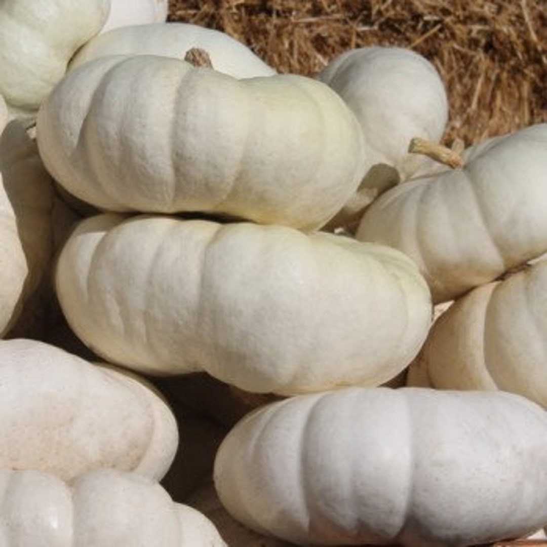 Flat White Boer Heirloom Pumpkin Seeds c.maxima Winter Squash, Flat