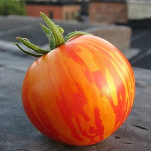 Red Zebra Tomato Seeds: 20+ Heirloom Garden Seeds