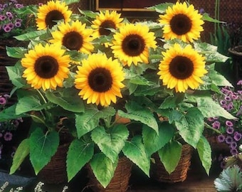 Container Dwarf Sunspot, Sunflower, Organic Heirloom Garden Seeds - Non-GMO, Open Pollinated Vegetable Seed Packets for Container Gardening