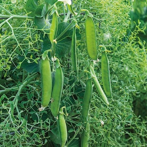 Parsley Hypertendril, Pea, Organic Heirloom Garden Seeds - Non-GMO, Open Pollinated Vegetable Seed Packets for Container Gardening