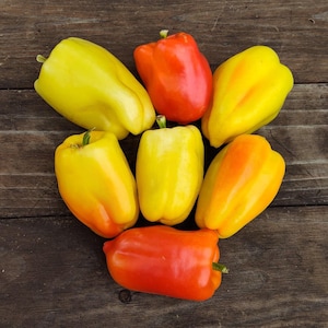 Pusztagold, Sweet Pepper, Polish Organic Heirloom Garden Seeds - Non-GMO, Open Pollinated Vegetable Seed Packets for Container Gardening
