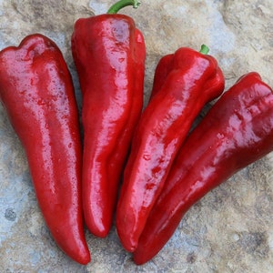 Italia Sweet Italian, Pepper, Rare Italian Organic Heirloom Garden Seeds Non-GMO, Open Pollinated Vegetable Seed Packets Container Gardens
