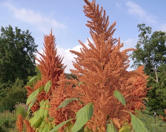 Golden Giant Grain Amaranth Seeds, 950+ seeds Growers Pack Organic Non Gmo