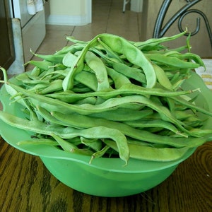 Early Riser, Pole Snap/ Romano Bean, aka Kwintus, Heirloom Garden Seeds Grown to Organic Standards Open Pollinated Gardening Non-GMO early
