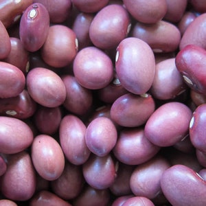 Lila, Bush Dry Bean, Organic Heirloom Vegetable & Herb Seeds | Non-GMO Rare Seed Varieties | Bulk Pollinator-Friendly Garden Seeds