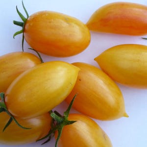 Artisan™  Blush, Cherry Tomato, Heirloom Garden Seeds Open Pollinated Container Gardening Organic Vegetable Seeds Non-GMO Seed Packets