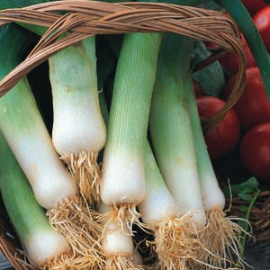 May include: Fresh leeks with white bulbs and green stalks are displayed in a woven basket. The leeks have visible roots and are surrounded by other produce, including red tomatoes. The image is well-lit, highlighting the natural colors and textures of the vegetables.