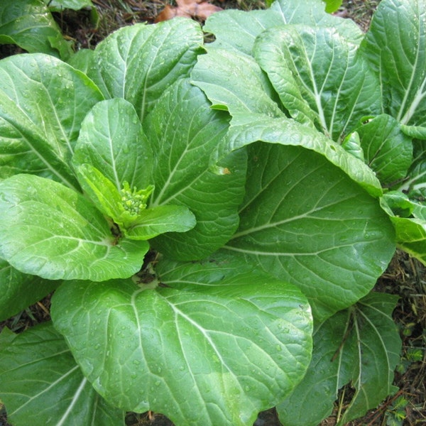 Spinach - French Viroflay - 100+ Heirloom Seeds - Gardening Seeds - Non-GMO