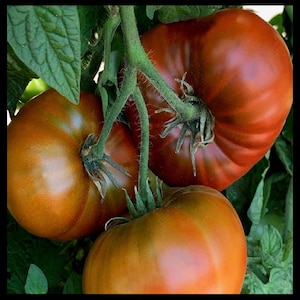 Tasmanian Chocolate, Dwarf tomato, Heirloom Garden Seeds Open Pollinated Container Gardening Vegetable Seeds Non-GMO Seed Packets