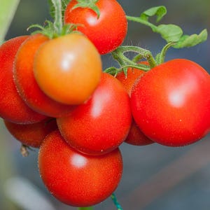 42 Day, Tomato, Earliest Organic Heirloom Garden Tomato Seeds - Non-GMO, Open Pollinated Vegetable Seed Packets for Container Gardening
