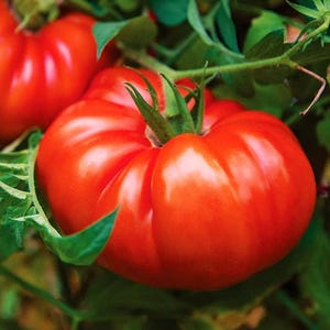 Mrs. Maxwell&#39;s Big Italian, Tomato, Organic Heirloom Garden Seeds - Non-GMO, Open Pollinated Vegetable Seed Packets for Container Gardening