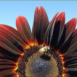 Chocolate Cherry, Sunflower, Organic Heirloom Garden Seeds - Non-GMO, Open Pollinated Vegetable Seed Packets for Container Gardening