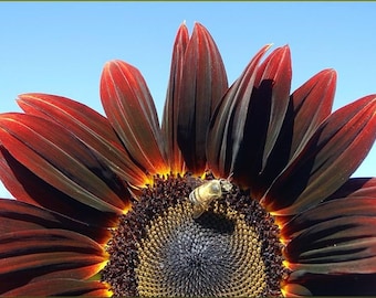 Chocolate Cherry, Sunflower, Organic Heirloom Garden Seeds - Non-GMO, Open Pollinated Vegetable Seed Packets for Container Gardening