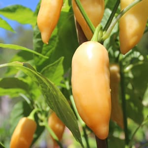 Sugar Rush Peach, Hot Pepper, Welch Organic Heirloom Garden Seeds - Non-GMO, Open Pollinated Vegetable Seed Packets for Container Gardening