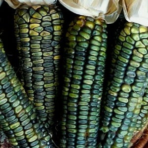 May include: Close-up of several ears of corn with a unique color pattern. The kernels are a mix of dark green, light green, and yellow, creating a mosaic effect. The husks are a creamy white. The image highlights the texture and color variations of the corn.