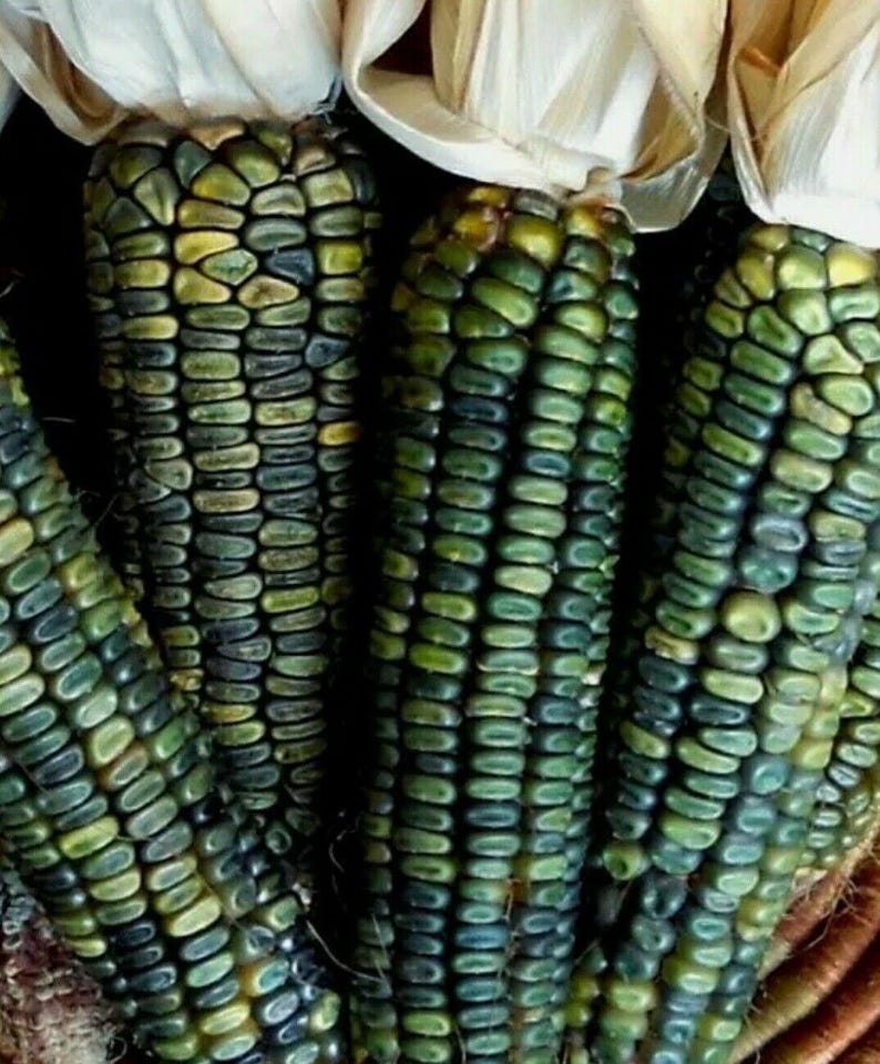 May include: Close-up of several ears of corn with a unique color pattern. The kernels are a mix of dark green, light green, and yellow, creating a mosaic effect. The husks are a creamy white. The image highlights the texture and color variations of the corn.